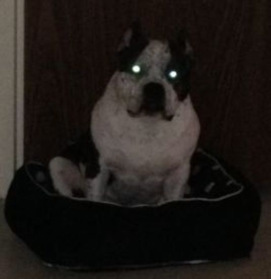 Dog Featured Image