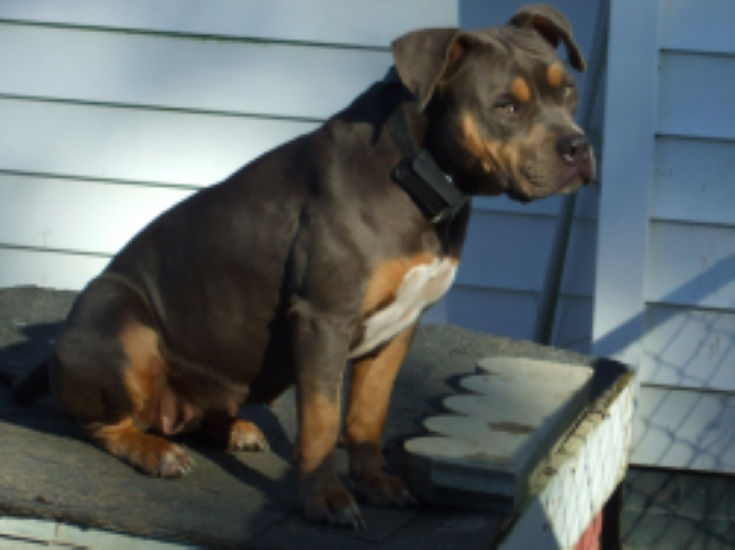 Dog Featured Image