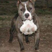 S.H.K. BEAST AMIN E.D.*