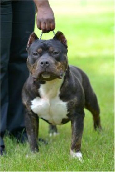 Dog Featured Image