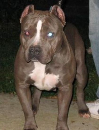 Dog Featured Image