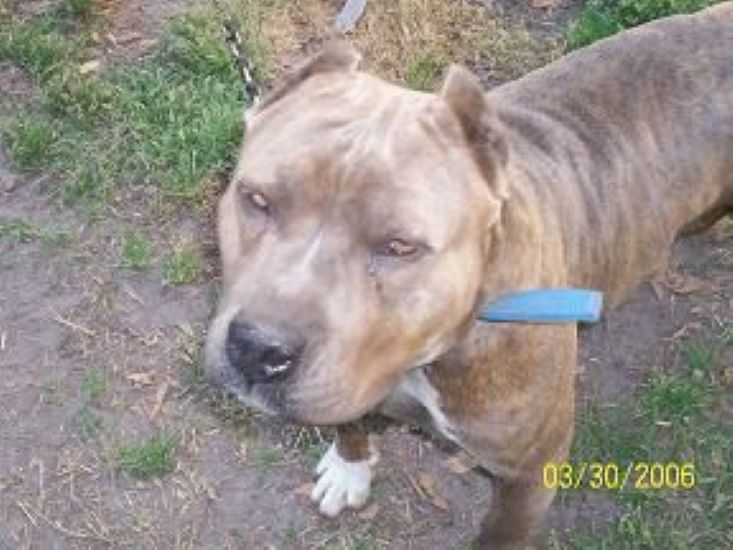 Dog Featured Image