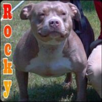 BLUERIDGE ROCKY