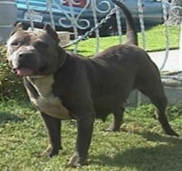Dog Featured Image