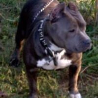 RAZOR’S EDGE P4P NADIA