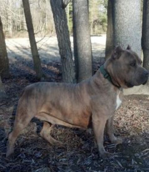 Dog Featured Image