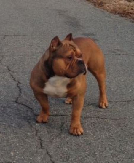 Dog Featured Image