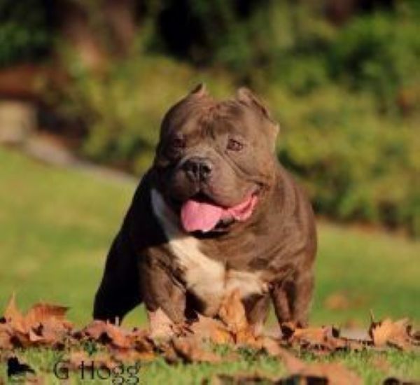 Dog Featured Image