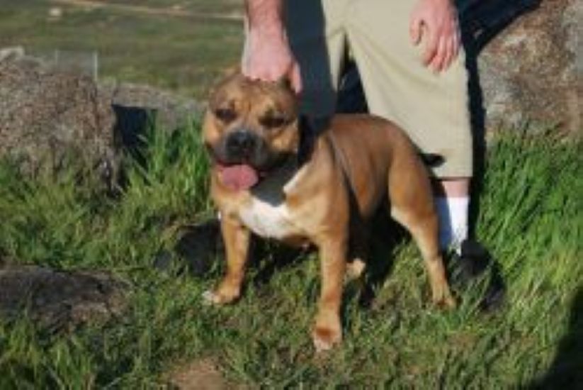 Dog Featured Image