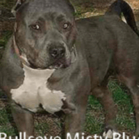 BULLSEYE MISTY BLUE*