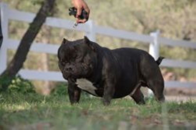 Dog Featured Image