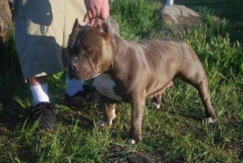 Dog Featured Image
