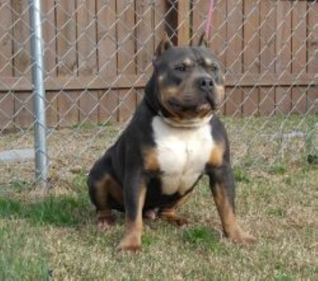 Dog Featured Image