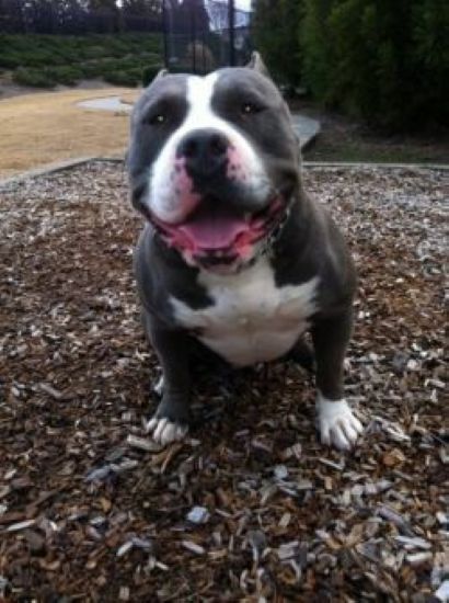 Dog Featured Image