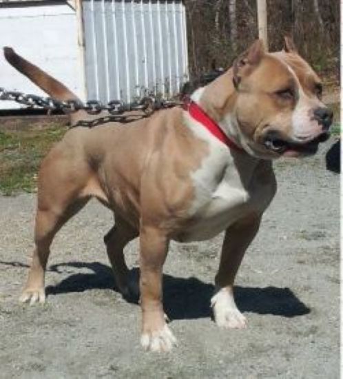 Dog Featured Image