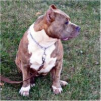 MADHOUSEBULLY’S AMBROSHA