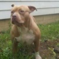 MADHOUSEBULLYS’ AKA.KAONIC