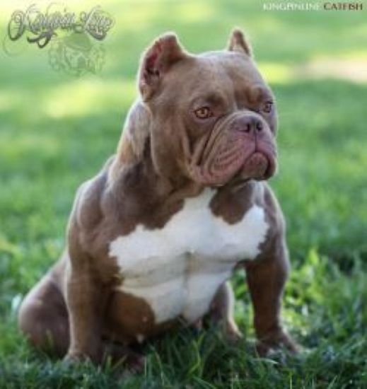 Dog Featured Image