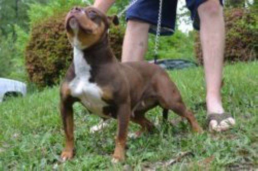 Dog Featured Image