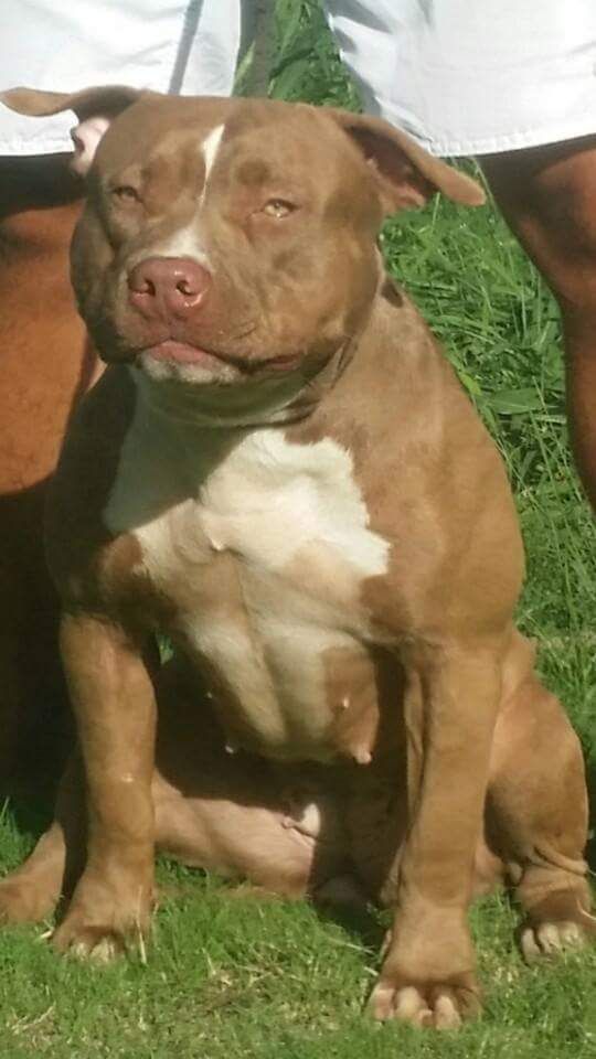 Dog Featured Image