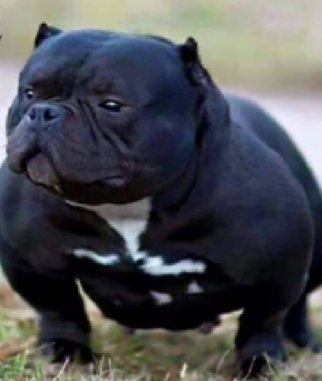 Dog Featured Image