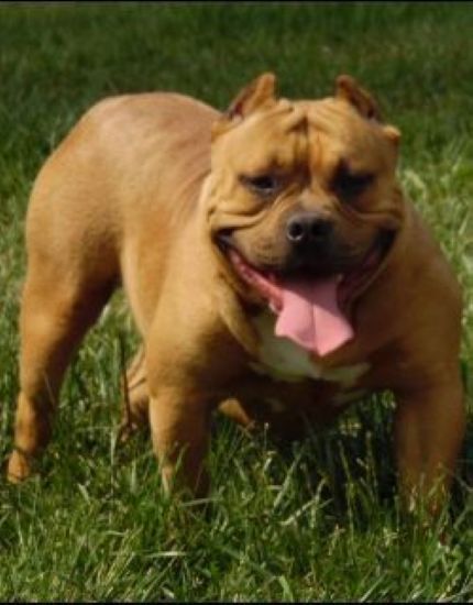 Dog Featured Image