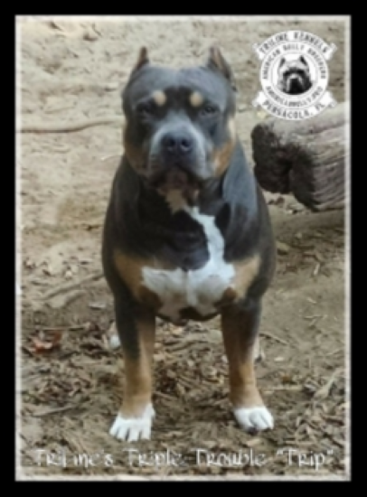 Dog Featured Image