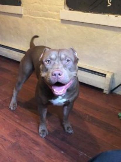Dog Featured Image