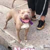 PAGE’S NOVA