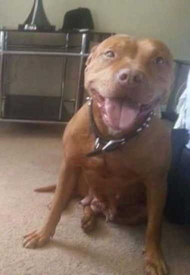 Dog Featured Image