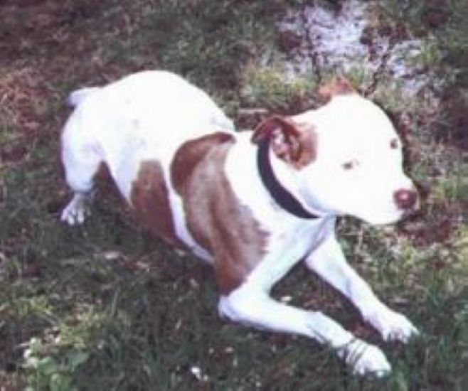 Dog Featured Image