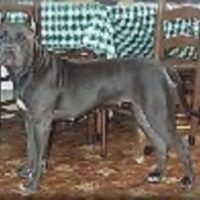 SHAW’S LOCK-JAW’S BLUE DIVA
