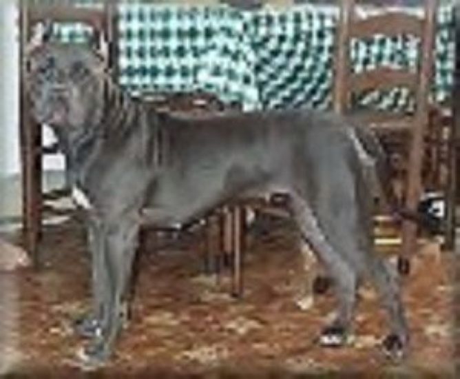 Dog Featured Image