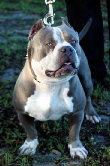 Dog Featured Image