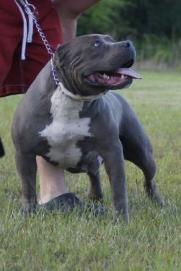 Dog Featured Image