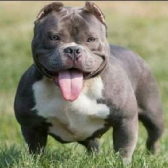 Dog Featured Image