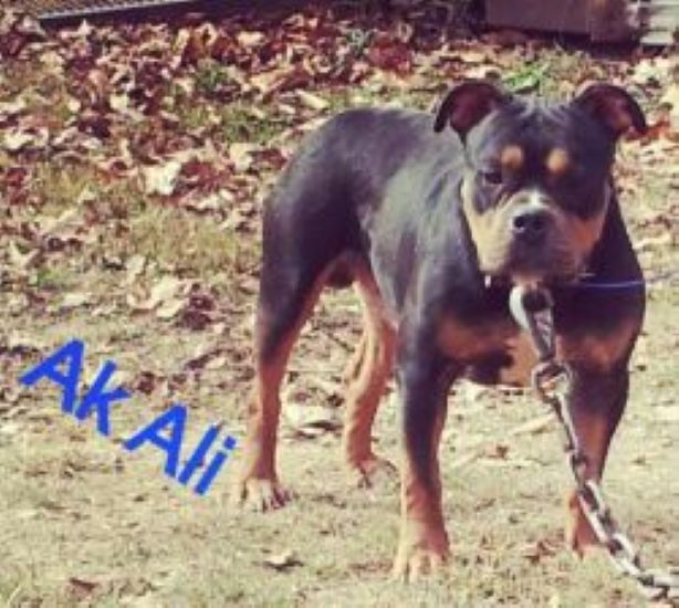 Dog Featured Image