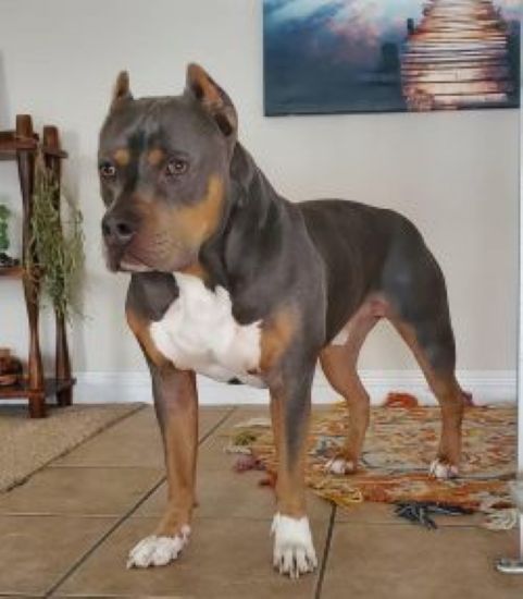 Dog Featured Image