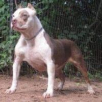 TRILINE’S SNOOKIE