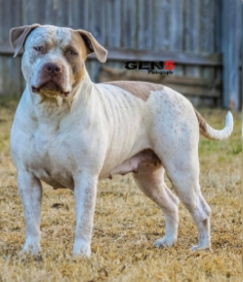 Dog Featured Image