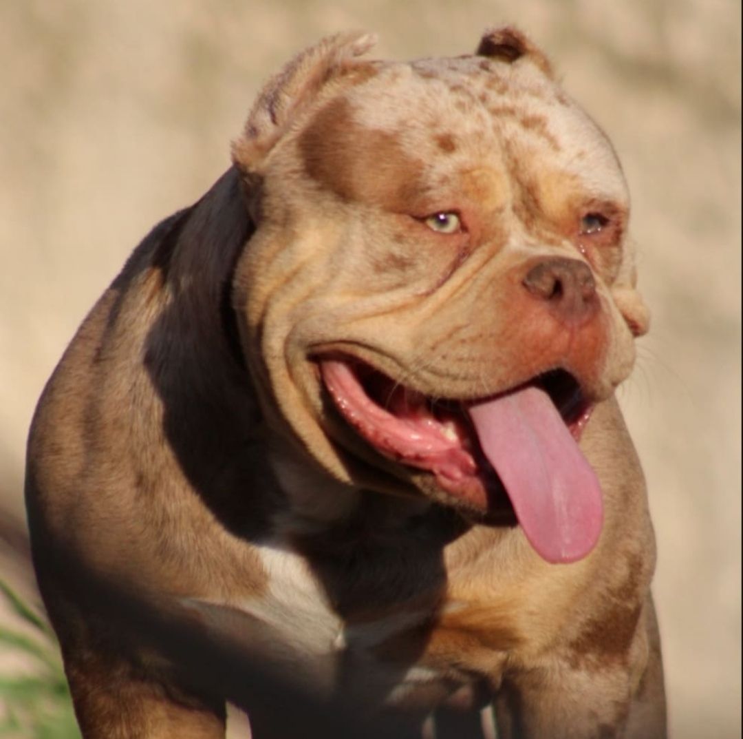 Dog Featured Image