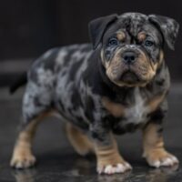 Gravity Bullies Oreo