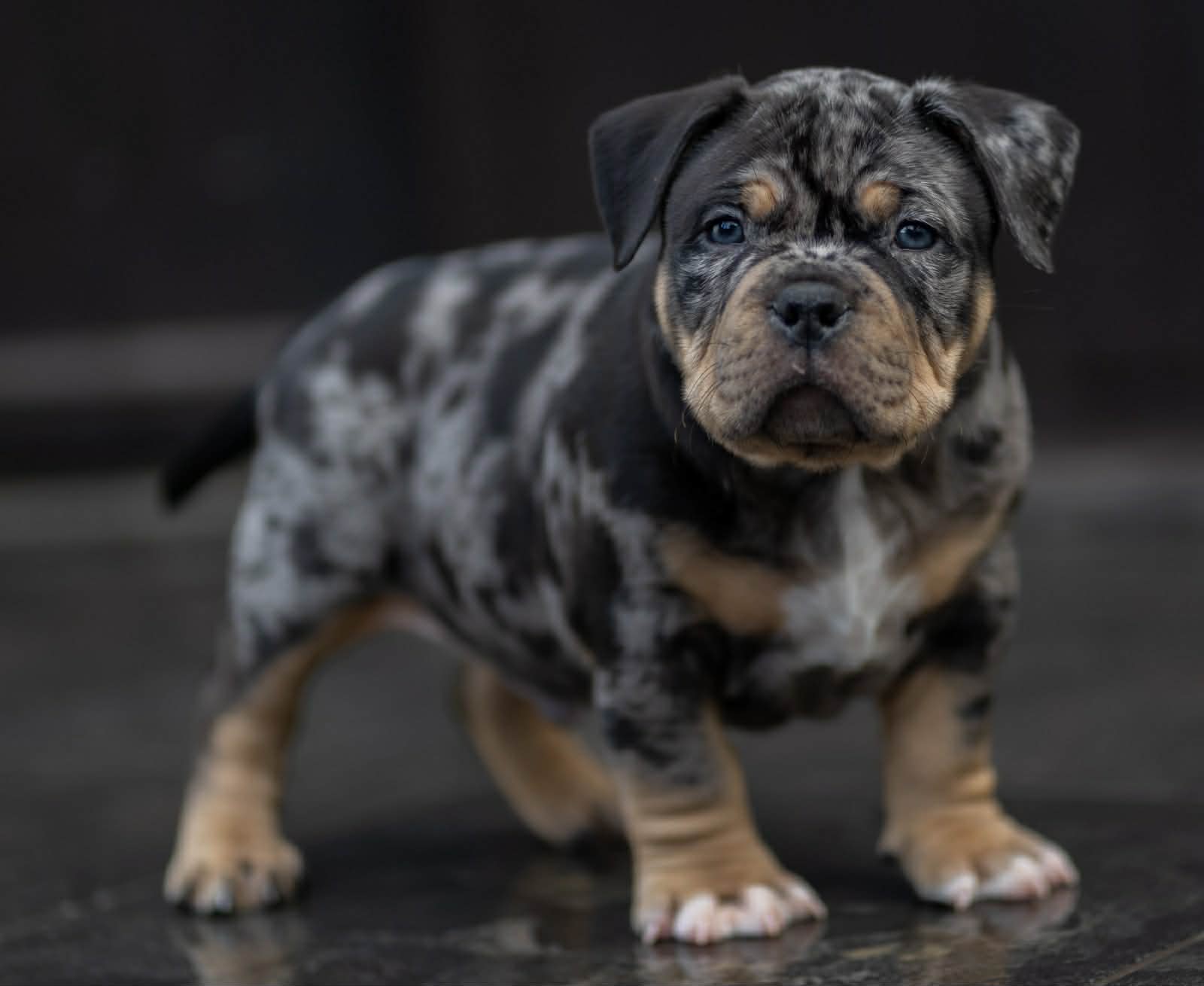 Dog Featured Image