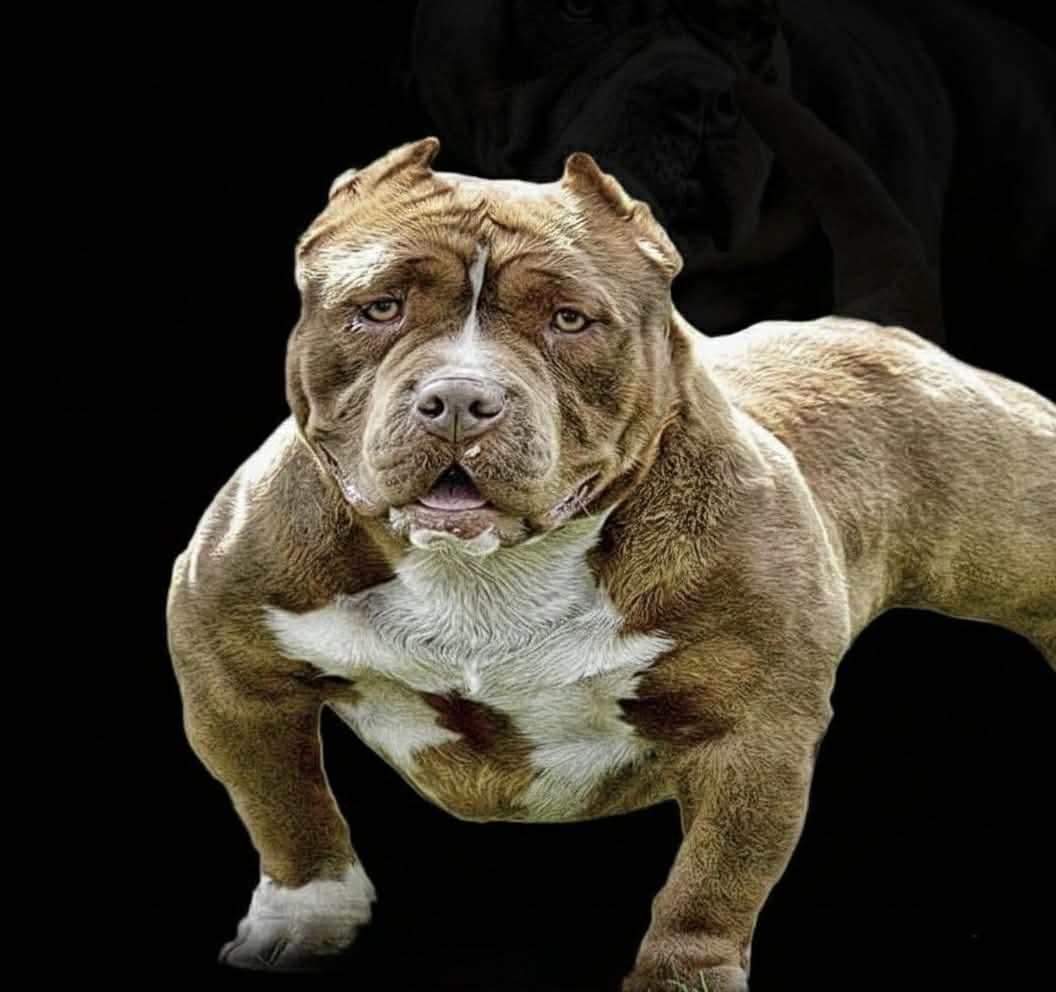 Dog Featured Image