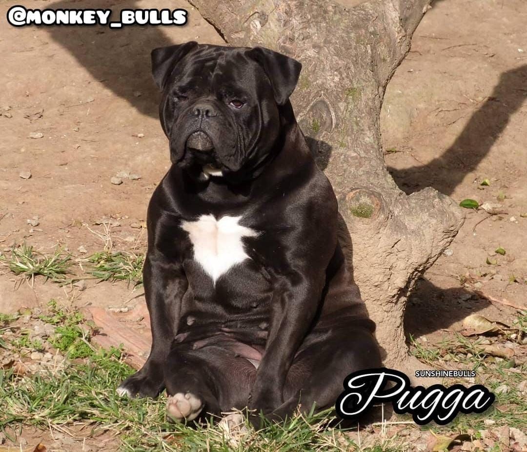 Dog Featured Image
