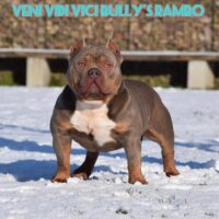 veni vidi vici bully’s rambo