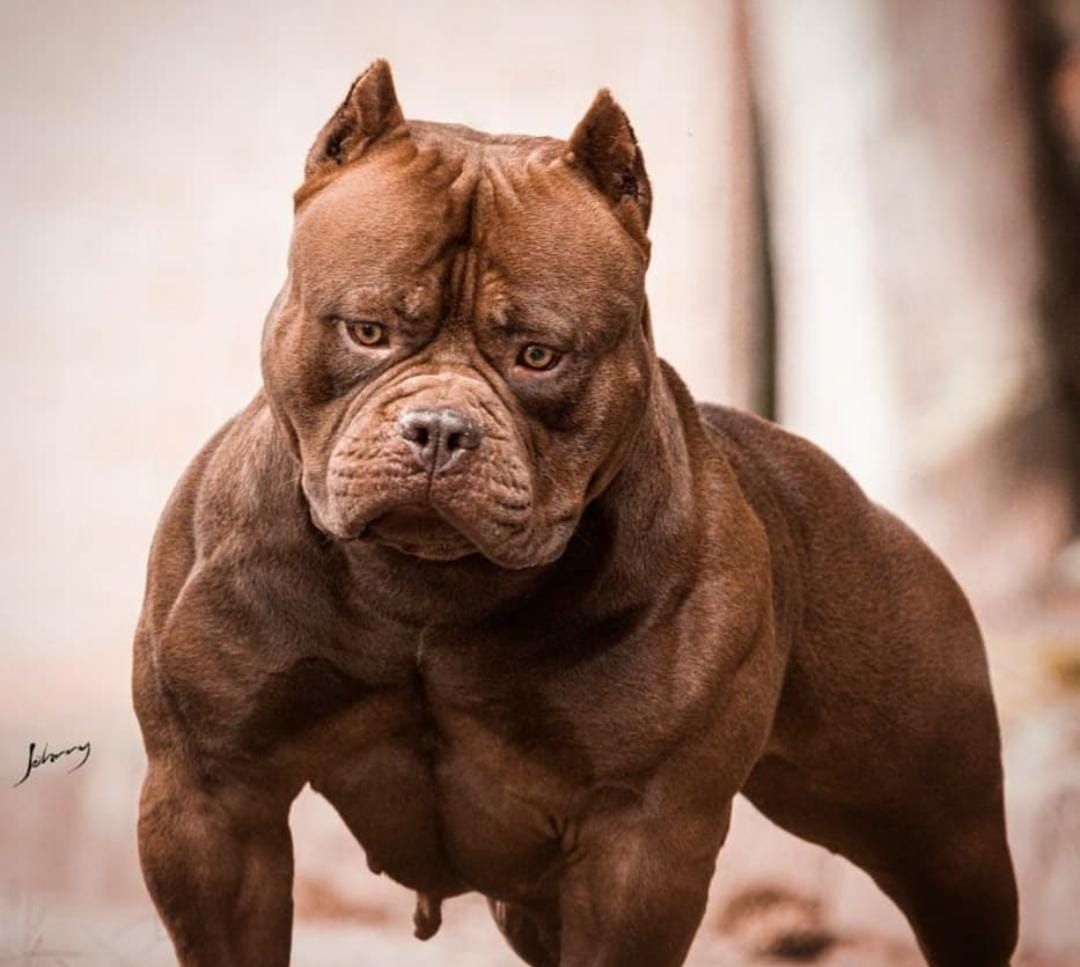 Dog Featured Image