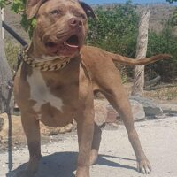 nolimitmonsterbullieshouse  sinaloa