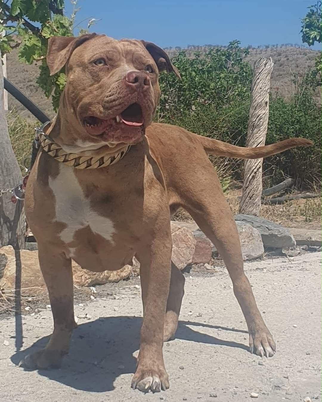 Dog Featured Image