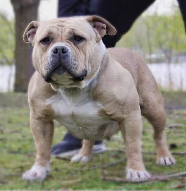 Dog Featured Image